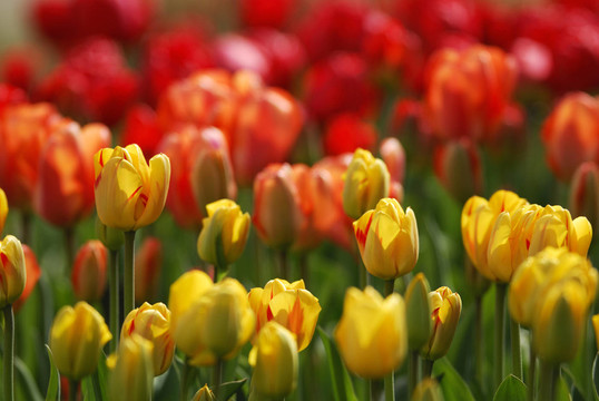 tulpenfeld