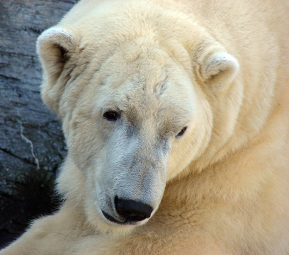 icebear