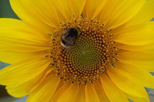 向日葵与蜜蜂