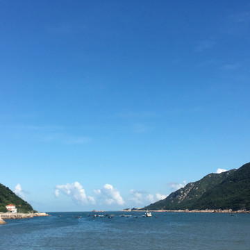 小白鷺