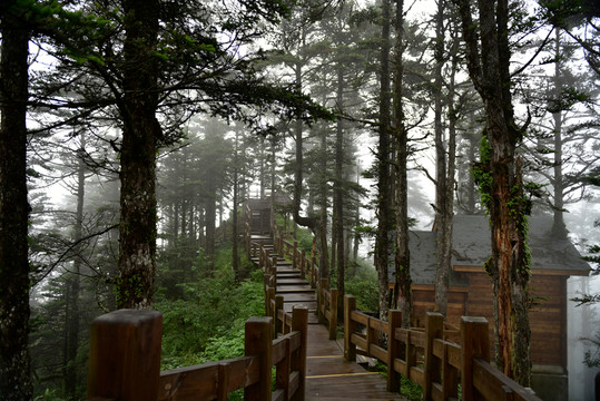 西嶺雪山 杉樹(shù)