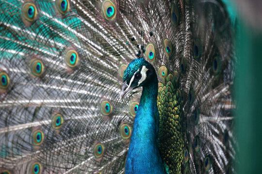 孔雀 開屏 綠孔雀 鳥 大鳥