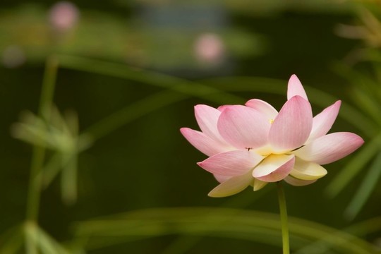 荷花三