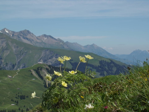 銀蓮花