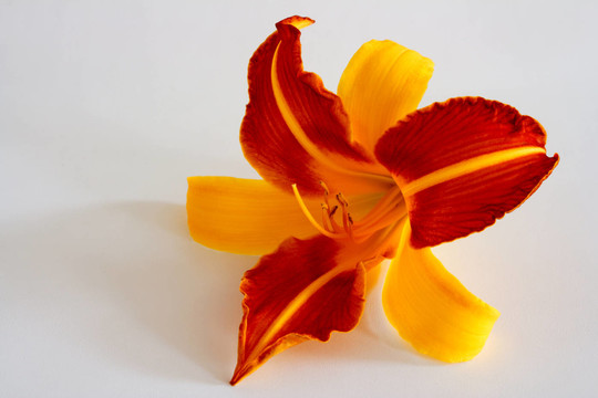 開花