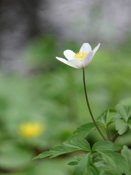 銀蓮花
