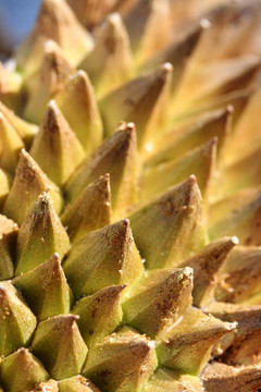 durianschale