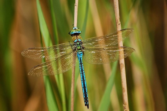 大K？nigslibelle（Anax imperator）