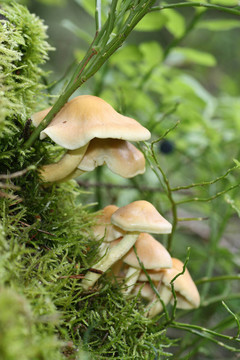 Hypholoma fasciculare