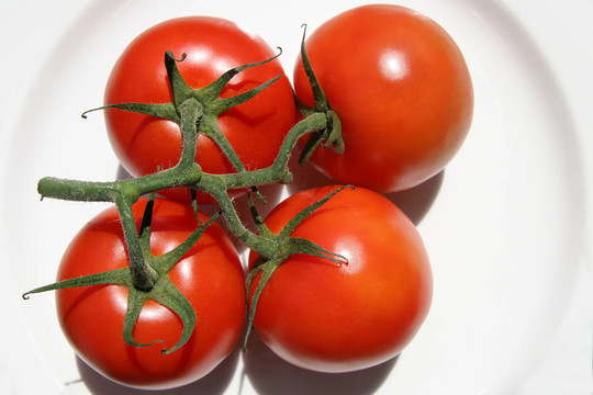 strauchtomaten