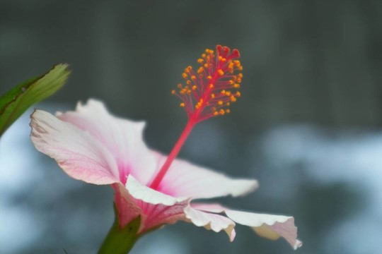 hibiscusblüTE側視圖