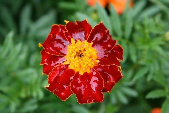 金盞花