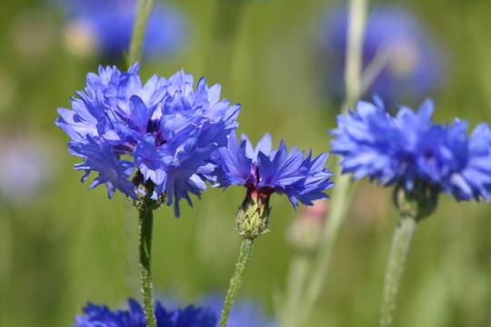 藍(lán)色的花