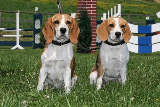 兩匹小獵犬在賽馬場(chǎng)上表演