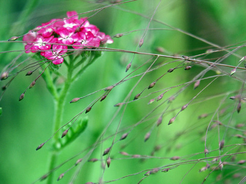 草和花