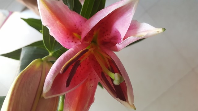 百合花瓣