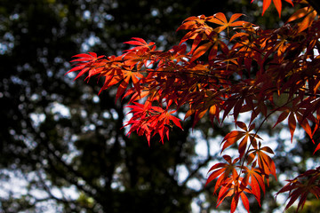 紅葉
