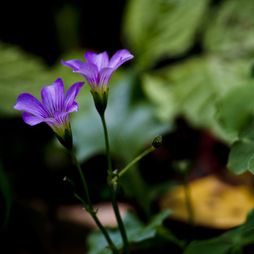 小花