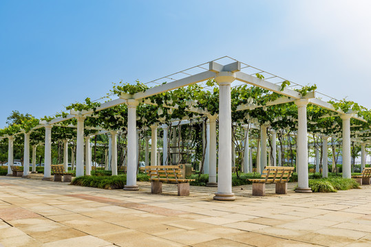葡萄架 葡萄園