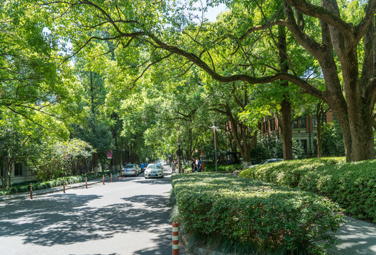 綠蔭下的道路