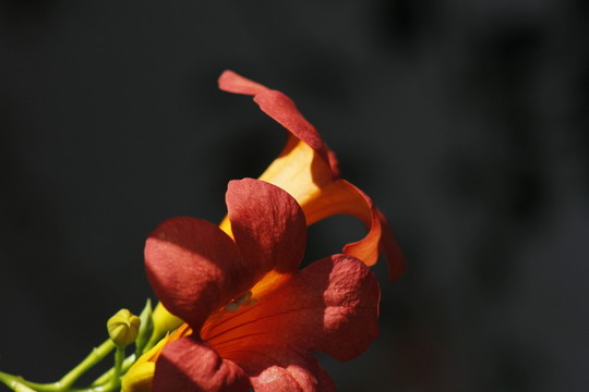 綻放的凌霄花