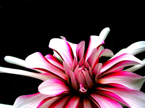 dahlia 5