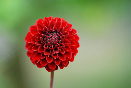 花園里的早晨