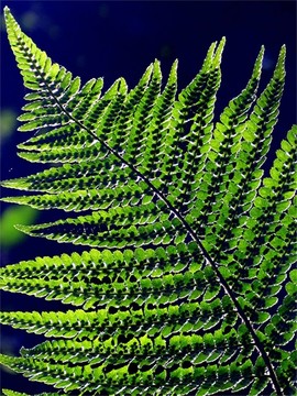 蕨類植物