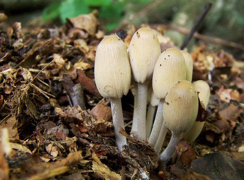閃閃發(fā)光的inkcap