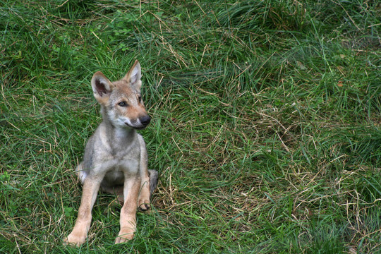 wolfkind