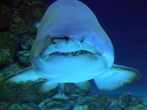 水族館里的大白鯊