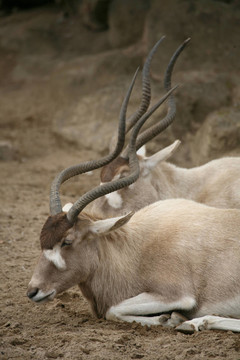 Addax