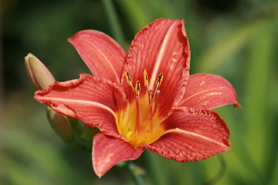 lilienblüTE