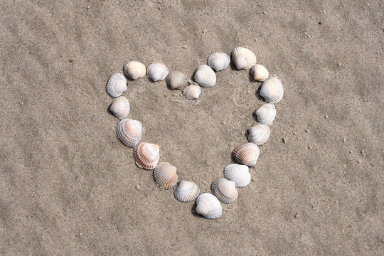 muschelherz
