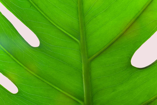 喜林芋葉片結(jié)構(gòu)