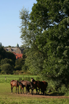城堡前面的馬？melschenburg