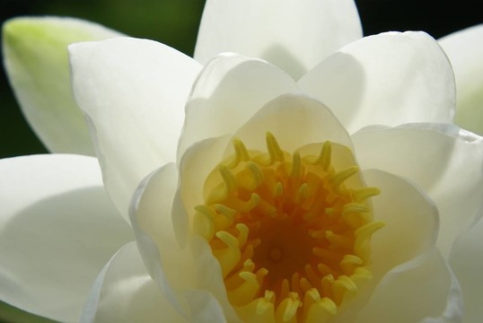 水百合