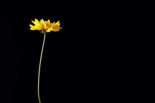 金雞菊
