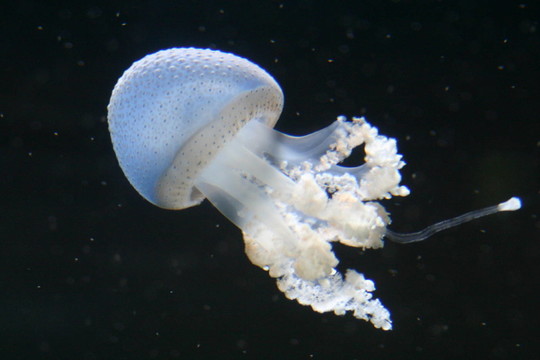 水母