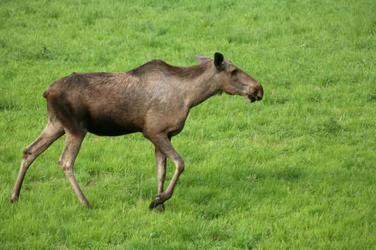 elchkuh