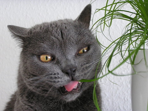 貓眼草