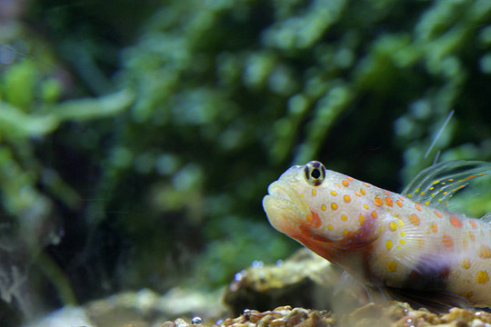 魚腥味