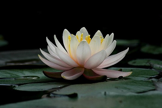 苔絲狄蒙娜