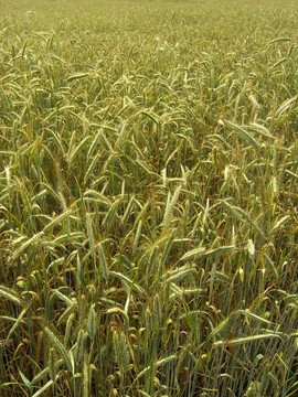 field 02