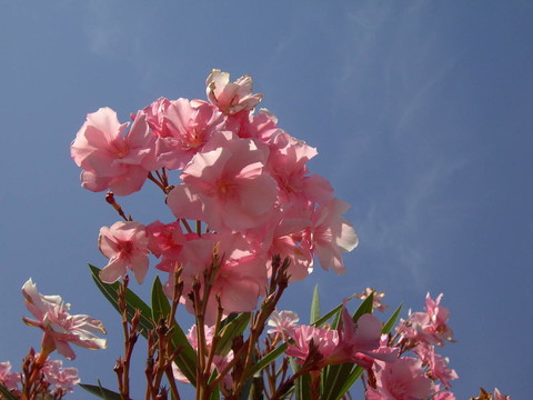 夾竹桃03
