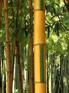 竹07