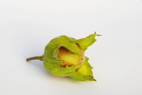 黑茲爾03