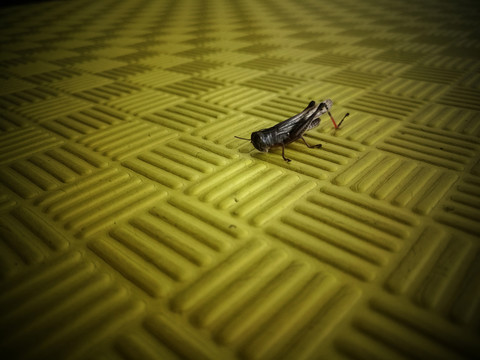 蝗蟲