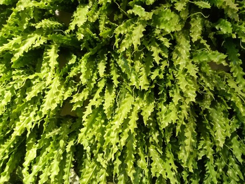 植物背景墻