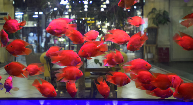 一群紅金魚